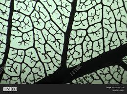 If the magnification of an eyepiece is ×10 and the objective is ×40, what is the magnification of the. Veins In Leaf Cut Leaf Under Microscope 40x Image Stock Photo 233787772