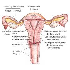 Bedeutung von sport und ernährung. Endometriumhyperplasie Verdickung Der Gebarmutterschleimhaut Eesom Gesundheitsportal