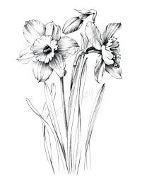 Narcissus Sketch Large Print Coloring Page Clipart Etsy In 2021 Flower Drawing Drawings Daffodil Tattoo Daffodils are among the first flowers to tell us it's spring! flower drawing