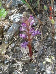 Image result for Orobanchaceae