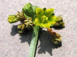 Image result for Corallocarpus epigaeus