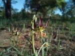 Image result for Ornithoglossum viride