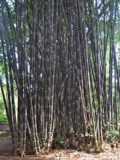 Bambu Hitam / Wulung