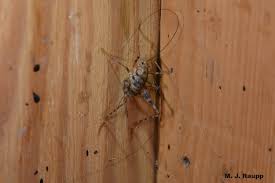 The cave cricket and spider cricket. Five Legged Cricket In The Bathtub I Ceuthophilus I Spp American Camel Crickets And I Diestrammena I Spp Asian Camel Crickets Bug Of The Week