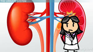 Structure of nephron multiple choice questions (mcq), structure of nephron quiz answers pdf to learn o level biology course for online college programs. Kidneys Structure Function Medical Vocabulary Video Lesson Transcript Study Com