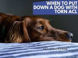 If in case you don't have money, no issue. When To Put A Dog Down With Torn Acl Dog Leash Pro