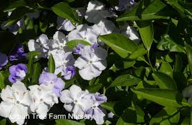 Image result for Brunfelsia pauciflora