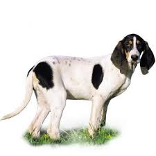 Image result for jurský honič