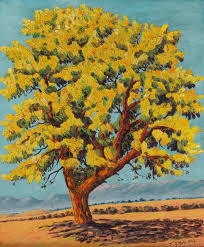 Image result for Acacia karroo