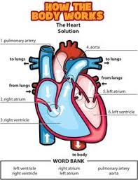 Answers The Heart Circulatory System For Kids Human Body Systems Body Systems