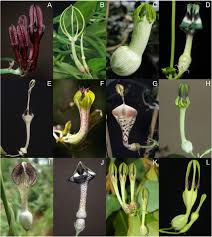 Image result for Ceropegia racemosa