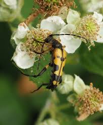 Image result for Pentarhopalopilia umbellulata