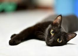 The most common type of … Worms In Cats Causes Symptoms And Treatment Petmd
