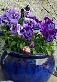 Pansies Winter Plants Beautiful Flowers Pansies