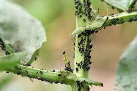 Small black insects on plants. 5 Tips For Terminating Pests From Gardens In Dubai Golden Falcon