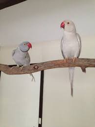 We recommend the blue indian ringneck parakeet to all bird enthusiasts. How To Care For Indian Ringneck Parrots Pethelpful