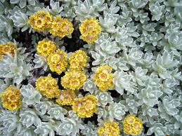 Image result for Helichrysum decorum