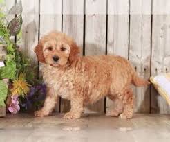 Check spelling or type a new query. Goldendoodle Puppies For Sale Near Athens Ohio Usa Page 1 10 Per Page Puppyfinder Com