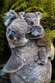 Where To Find Australia S Best Wildlife Cutest Animals On Earth Baby Animals Pictures Koala Bear