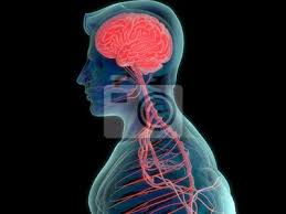 Vermutlich hast du schon häufiger von irgendwelchen tricks gehört, mit denen du angeblich deinen körper reinigen und entgiften kannst. Menschliches Gehirn Und Nervensystem In Leuchtend Roten Innen Fototapete Fototapeten Kephalalgie Neurologie Kleinhirn Myloview De