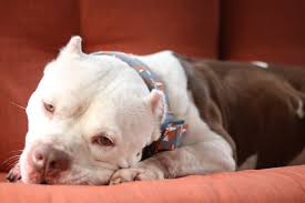 Learn more about wake county animal center in raleigh, nc, and search the available pets they have up for adoption on petfinder. Pin On Adoptable Pets