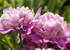 Maybe you would like to learn more about one of these? What Is The State Flower Of Indiana Worldatlas