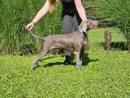 Image result for slovenský ohař hrubosrstý