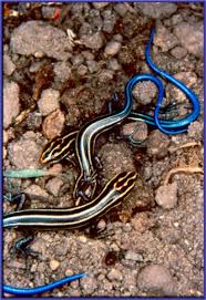 Five Lined Skink Georgian Bay Biosphere