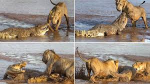 We did not find results for: Lions Vs Crocodile Who Will Win Epic Battle In The Muddy Shallows Of A Kenyan River World News Mirror Online