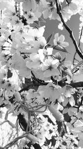 Corbyn besson grey aesthetic wallpaper. Grey Aesthetic Wallpaper Wallpaper Sun