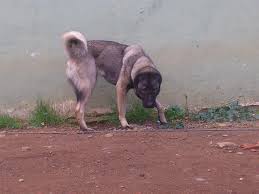 Kangal Yavrusu