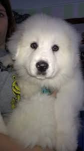 Profile for Lisa Gore