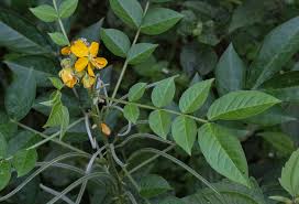 Image result for Senna hirsuta