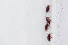 A cockroach infestation in a rental unit can be extremely difficult to eradicate. What To Do If You Find Roaches In Your Apartment Maggie S Farm