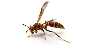 Maybe you would like to learn more about one of these? Red Paper Wasp Identification Habits Behavior Active Pest Control
