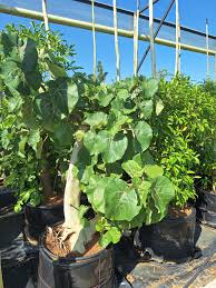 Image result for Ficus abutilifolia