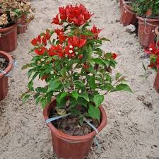 Image result for Acalypha sonderiana