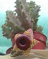 4.2 out of 5 stars 16 ratings. Huernia Huernia Zebrina