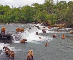 Anchorage Day Trips | Bear Viewing in Katmai National Park