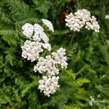 Image result for Achillea millefolium