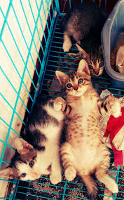 Waktu pemberian makan dan porsi. Ternyata Merawat Anak Kucing Itu Coretan Irai