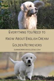 He loves running & playing with his siblings so a yard or a park close by would be great for him. English Cream Golden Retrievers Everything That You Need To Know English Golden Retriever Puppy Golden Retriever Training Golden Retriever Baby