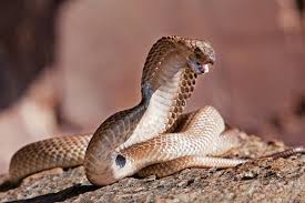 Die giftigste schlange der welt: Rangliste Das Sind Die 10 Gefahrlichsten Schlangen Der Welt