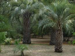 Now for that aforementioned complexity about this palm. Butia Capitata Brazilian Butia Palm Jelly Palm Pindo Palm South American Jelly Palm Yatay Palm North Carolina Extension Gardener Plant Toolbox