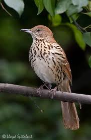 Black And White Birds In Georgia Pin By Carole Harrison On Birds Brown Thrasher Backyard Birds Pet Birds