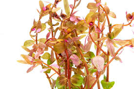 Image result for Rotala