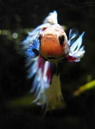 A forum community dedicated to betta fish owners and enthusiasts. Top 7 Betta Fish Myths Don T Make These Common Mistakes With Your Fighting Fish Fish Care