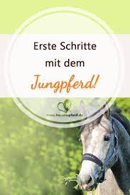 heute habe ich ein interview mit anna eichinger einfach reiten fur dich auf das ich mich besonders gefreut habe weil es reiten lernen reiten pferdetraining
