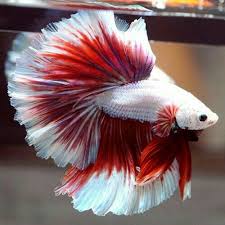 Love This Beautiful Betta Fish Tail Bettafish Aquarium Fish Fishtank Tropicalfish Freshwater Bonsai Aquariumf Betta Freshwater Aquarium Fish Betta Fish