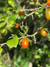 Image result for Dovyalis hispidula